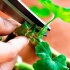 Kako pravilno razrezati in ščepiti geranium na pomladi in jeseni, da se prepreči in dobi sveže cvetenje
